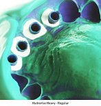 Hydrorise Regular Body Normal (Гидрорайс) - гипергидросовместимый А- силикон (2 х 50 мл) Zhermack Hydrorise Regular Body Normal (Гидрорайс) - гипергидросовместимый А- силикон (2 х 50 мл) Zhermack